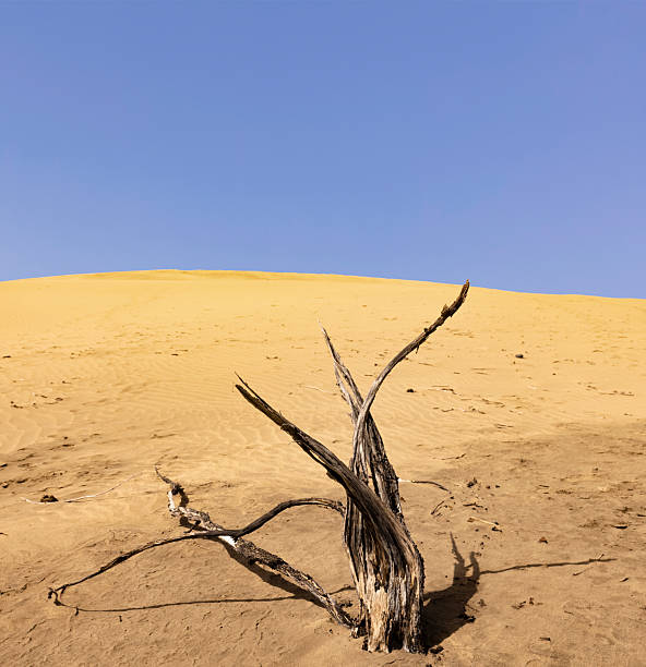 Dead tree with Sand dune in desert area on Gran Canary Spain