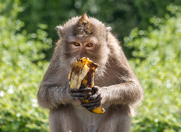 Monkey Forest, Bali Zoo, Indonesia