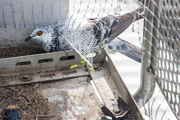 istock The pigeon crawls under the protective mesh on a balcony and tries to get inside 2207773391