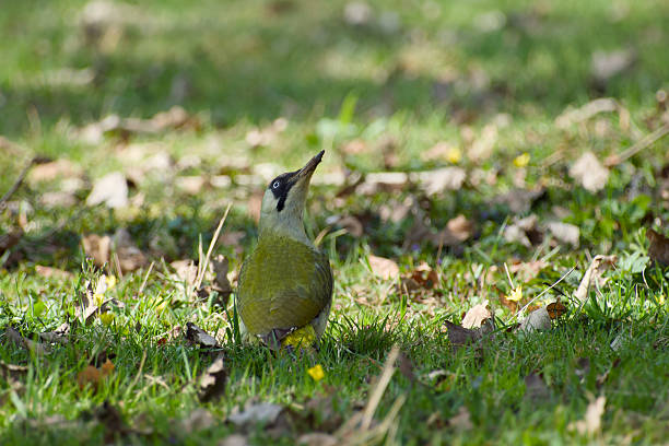 istock European green woodpecker 2207773467