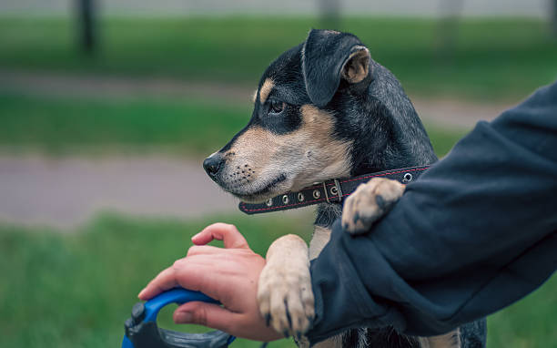 istock dog walking a mongrel puppy in a collar holding a human hand 2207773564