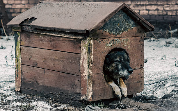 istock old dog on a leash sits in a wooden booth 2207773619