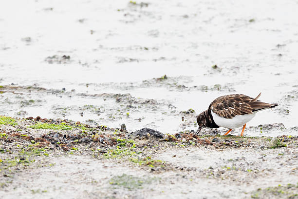 L 21-24cm, WS 43-49cm.Breeds on mainly stony or rocky coasts and in treeless archipelagos: wary, keeping watch from top of shore or boulder.Winters in a variety of coastal habitats.Food highly varied; uses bill to turn over stones or seaweed to obtain prey beneath.This is a Bird that mostly is to be seen along (stony) Coasts in the Netherlands in Winter.