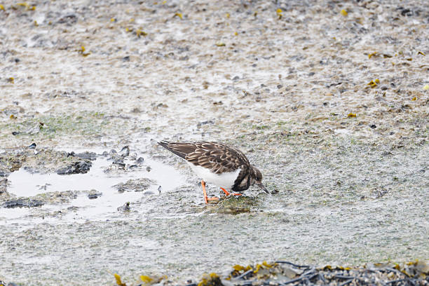 L 21-24cm, WS 43-49cm.Breeds on mainly stony or rocky coasts and in treeless archipelagos: wary, keeping watch from top of shore or boulder.Winters in a variety of coastal habitats.Food highly varied; uses bill to turn over stones or seaweed to obtain prey beneath.This is a Bird that mostly is to be seen along (stony) Coasts in the Netherlands in Winter.