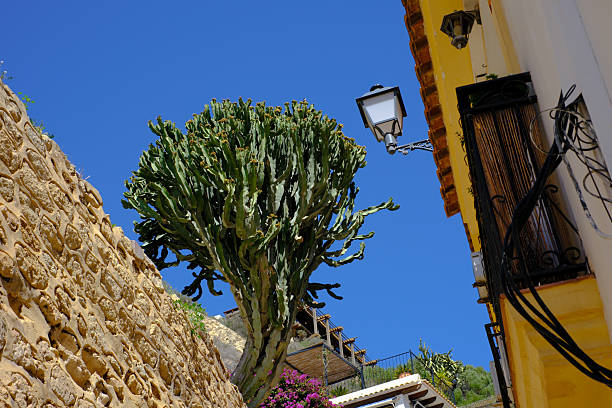 Vibrant mediterranean scene with a cactus against blue sky and rustic architecture.