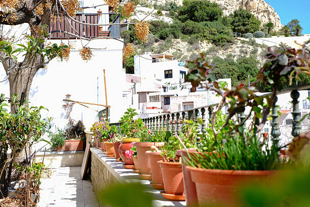 Charming mediterranean terrace with lush potted plants in sunlit urban setting.