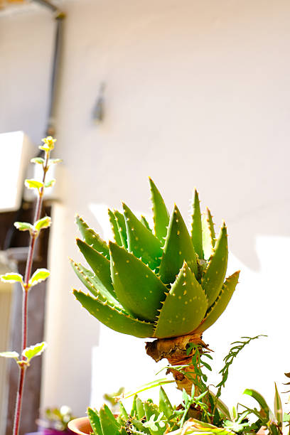 the silhouette of aloe vera against the sunset. minimalism and bright color combinations. Flowers in the interior