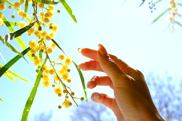 Hand reaching for sunlit yellow flowers on vibrant spring day.