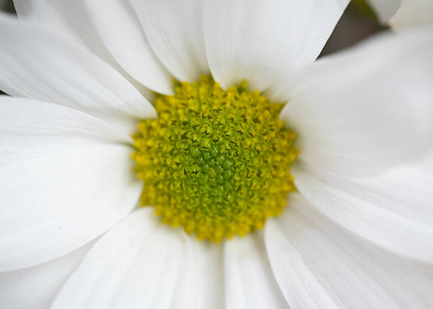White daisy flower macro with vibrant yellow center