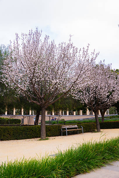 istock Blooming almond trees in a park with a bench.lmond trees covered in delicate white blossoms stand in a peaceful park setting. 2207778145