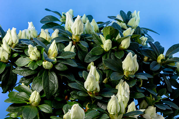 Side view of blooming white Azalea plant in terracotta pot. Isolated on a white background.