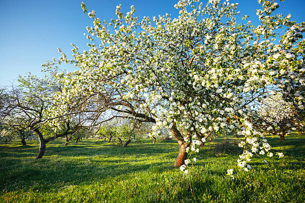 Blooming apple tree in the garden
