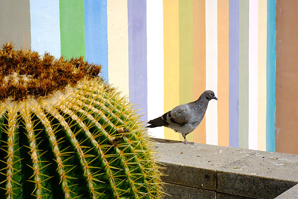 Pigeon perched on urban wall with vibrant stripes and cactus in foreground.