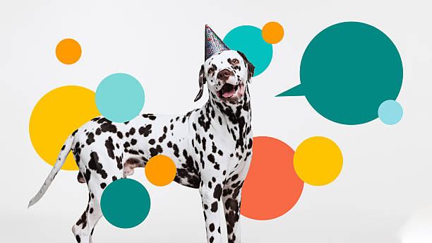 istock Composite image. Artwork. Dalmatian in glittery party hat posing joyfully with overlapping colorful speech bubbles. 2207778627