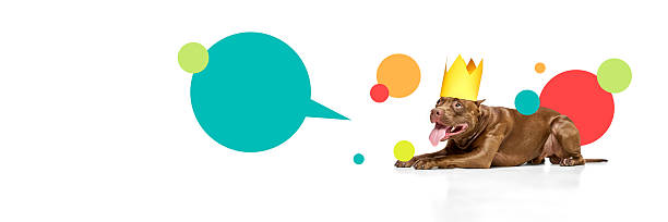 istock Banner. Composite image. Relaxed dog wearing yellow paper crown lying on glossy surface with bright speech elements floating around. 2207778631