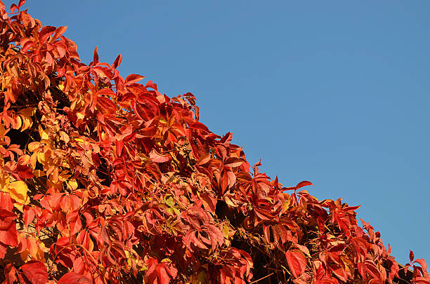 Bush with red leaves against the cloudless blue sky. Diagonal line. Minimalist photography.