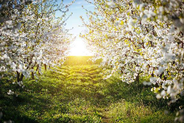 istock Bright ornamental garden with blooming lush trees on a sunny day. 2207780222