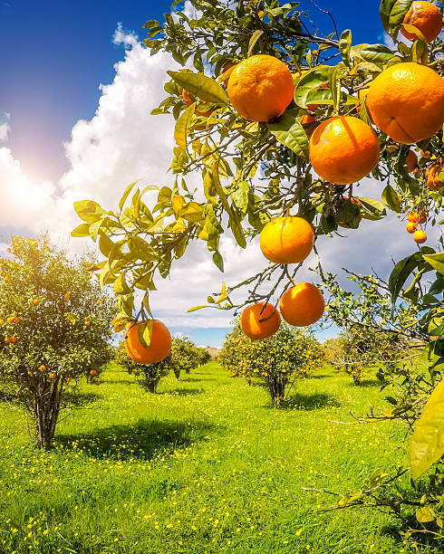 The orange garden