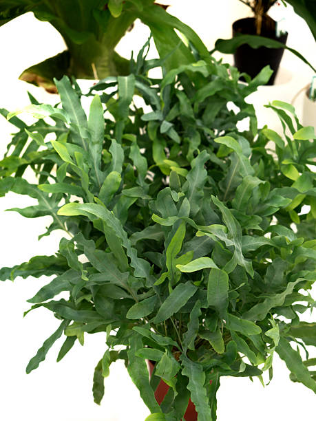 istock Houseplant, Phlebodium Blue Star 2207781376