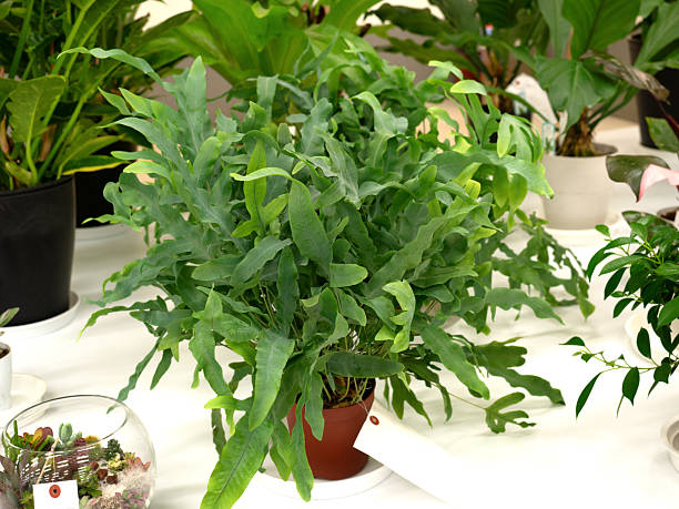 istock Houseplant, Phlebodium Blue Star 2207781383
