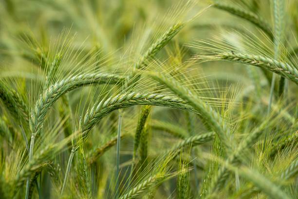 istock Close-up of Green Wheat Stalks 2207782169