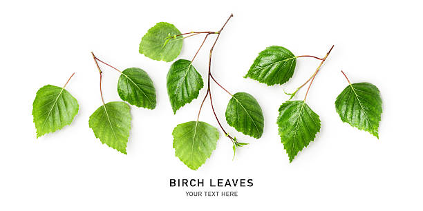 istock Spring birch tree green leaves frame border photography isolated on white background 2207782845