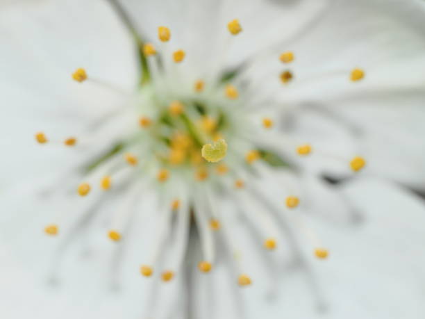 Macro shot of flowers during springtime.