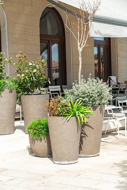 istock large pots with Mediterranean green plants 2207785559