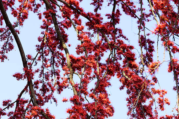 Captivating image of vibrant red blossoms against a clear blue sky, highlighting the beauty of nature in springtime. Perfect for organic or floral themes.