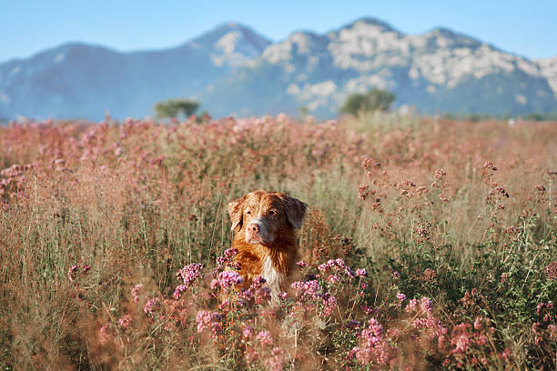 istock Nova Scotia Duck Tolling Retriever in blooming field 2207786043