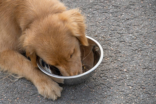 istock red dog lying down eating from a bowl 2207787266