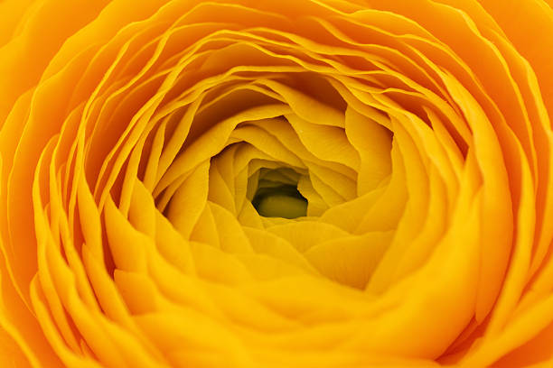 Vibrant yellow ranunculus flower in macro view with delicate layered petals