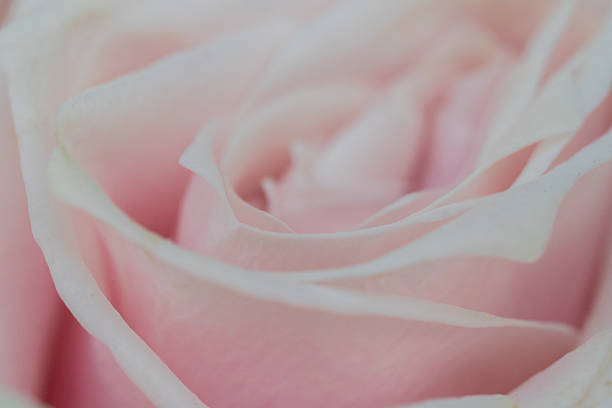 istock Soft pink rose petals in macro detail 2207787382
