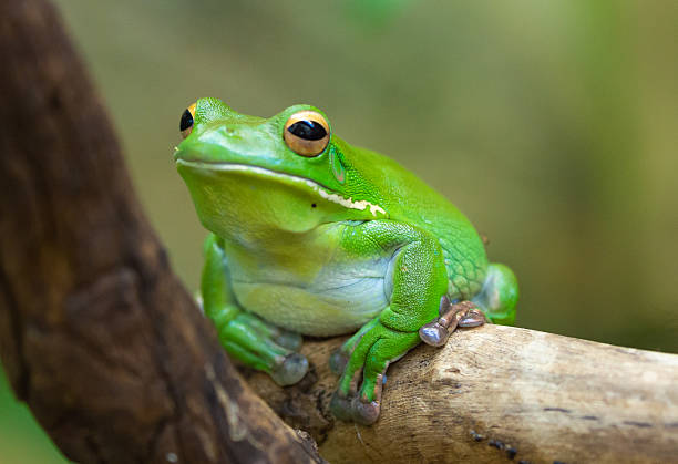 Adaptable Frog 8,100+ Adaptation Animals Stock Photos, Pictures & Royalty-Free Images ...