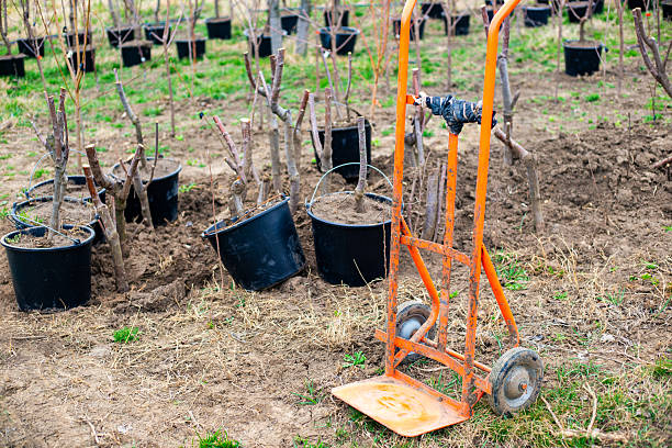 istock Garden nursery with cherry trees in containers in early spring, tree transport cart 2207790585