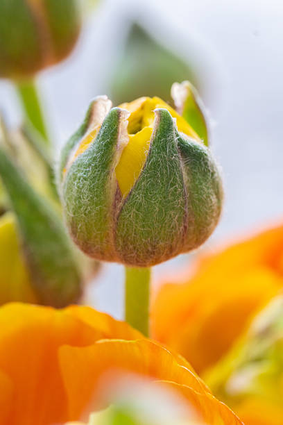 Fuzzy yellow ranunculus bud with soft petals