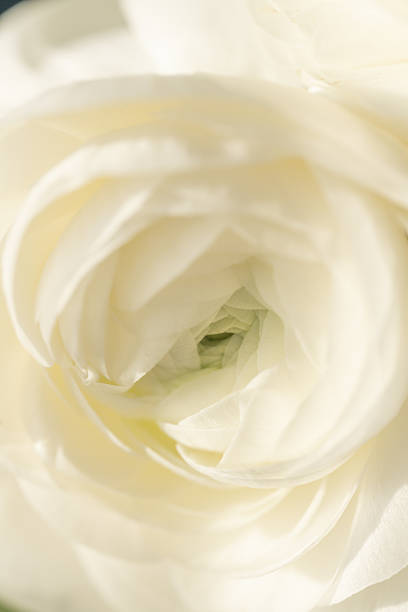 Soft white ranunculus flower close-up in natural light