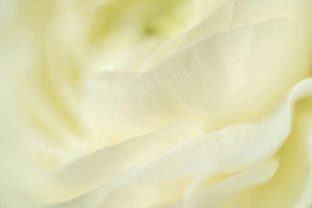 istock White ranunculus petals in delicate macro close-up 2207791010