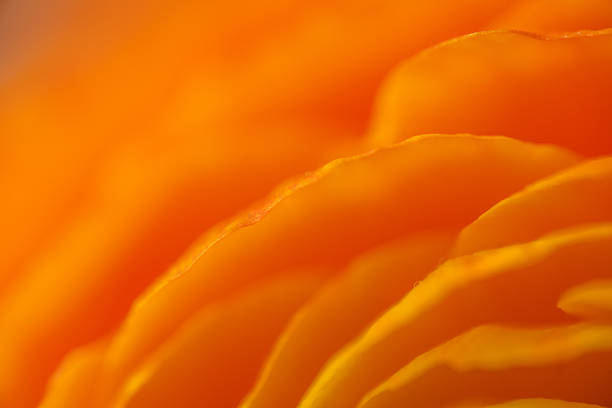 Soft macro close-up of yellow ranunculus petals in warm light