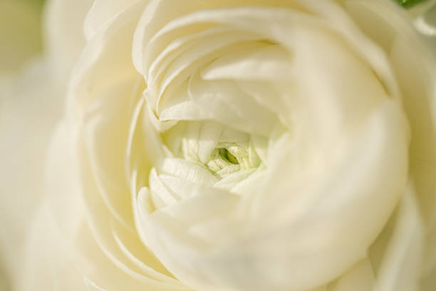 Delicate white ranunculus flower in soft macro close-up