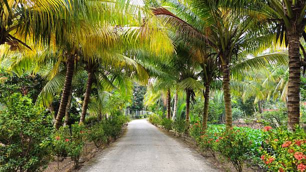 istock A peaceful rural pathway is surrounded by lush coconut trees and green foliage, creating a tropical and serene atmosphere in Mekong Delta Vietnam. 2207793502