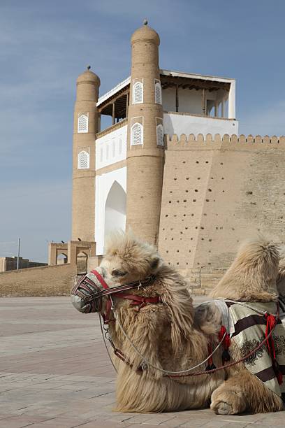 istock Bukhara Fortress - Uzbekistan 2207793998