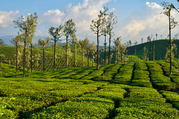 View of the beautiful tea plantation of Valparai, India during summer.