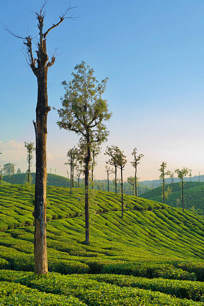 istock Tea plantation of Valparai 2207794484