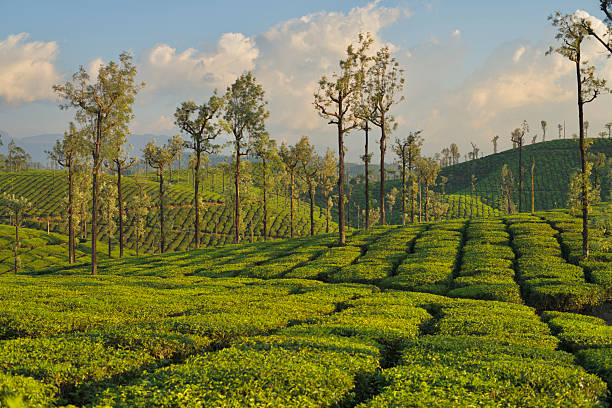 Tea plantation of Valparai