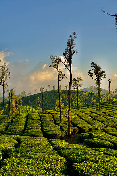 istock Tea plantation of Valparai 2207794531