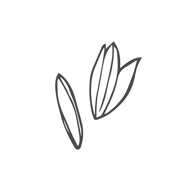 Doodle rice grains sketch isolated on white background Hand drawn outline cereal grains with names isolated on white background. Barley, wheat, millet, rye, amaranth, teff, triticale, rice, spelt, oats rice4 stock illustrations