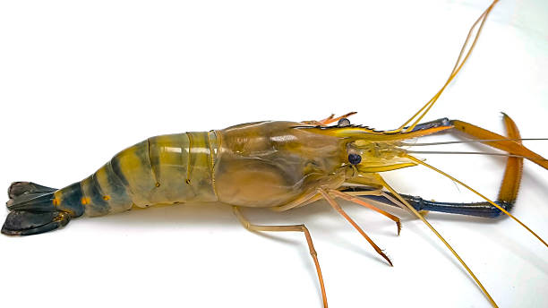 istock Fresh river prawns isolated on white background. Big freshwater prawns. River prawns for cooking. 2207795950