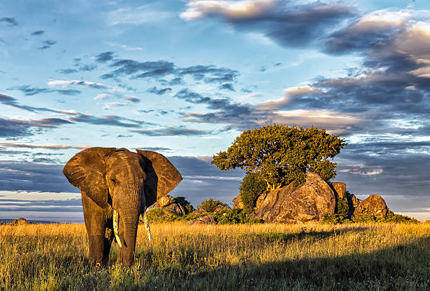 African Elephant A lone Elephant welcomes the sunrise
