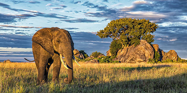 istock African Elephant A lone Elephant welcomes the sunrise 2207796172